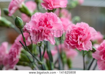 Arrangement Of Beautiful Pink Divine Flowers Blooming In Spring