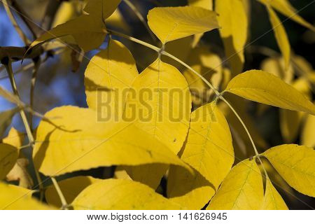photographed close-up of yellowed in the autumn, the maple leaf, autumn season, a small depth of field
