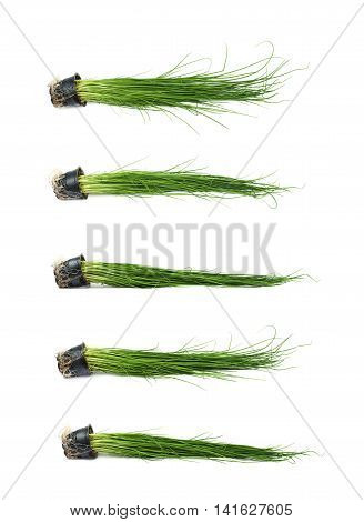 Green onion scallions in a pot isolated over the white background, set of five different foreshortenings