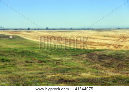Photographed Agricultural Field On Which Grow Cereals, Wheat, Defocus