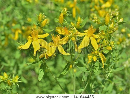 A close up of the blooming medicinal herb hypericum (Hypericum perforatum).