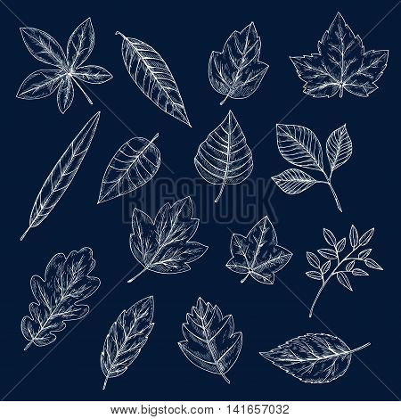 Chalk leaves of maple, oak, olive, chestnut, sycamore, elm, birch, willow, cherry and beech trees. Foliage chalk silhouettes for nature theme or ecology design