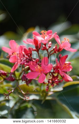 pink Jatropha integerrima flower in nature garden