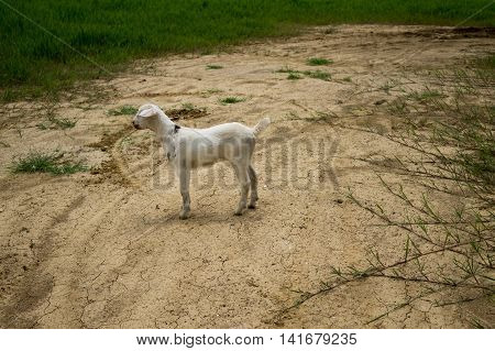 The white goat stands alone among the droughty ground.