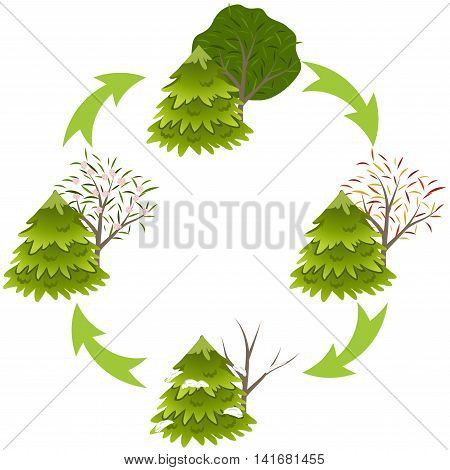 Change of seasons, deciduous and coniferous tree in winter, spring, summer and winter. Vector illustration