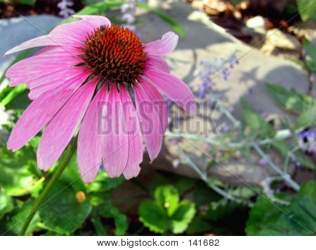 Echinacea