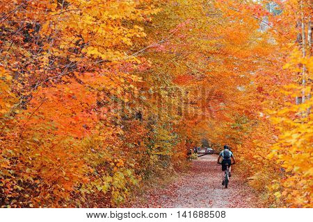 Biking in colorful woods with Autumn foliage in Vermont