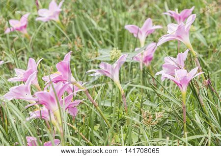 Beautiful rain lily flower in the farm. (Zephyranthas sp.)