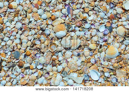 Shell beaches on the Black Sea coast. Opuksky Reserve is located on the southern coast of Kerch Peninsula.