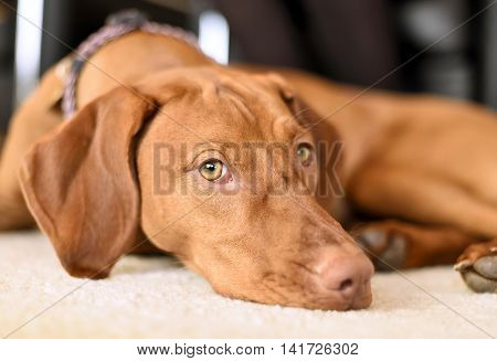 Cute viszla lying on a white carpet. Brown dog lying down.