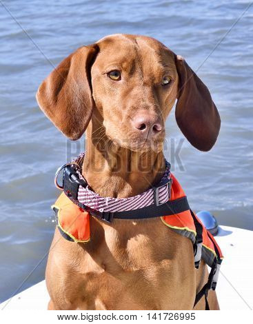 Dog with life jacket and pet collar on a motor boat. Boat trip with Viszla.