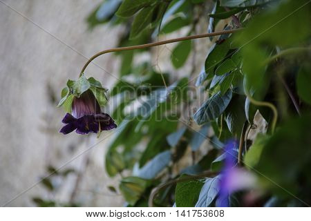 Cobaea scandens on the grey wall background
