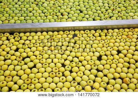 Ripe apples being processed and transported for size and color sorting and for packing in an industrial production facility. Healthy fruits diet and food industry concept and textured background.