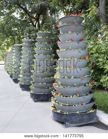 Several of high-altitude flower beds . 2016