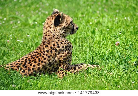 view of the dangerous animals in Africa - the cheetah