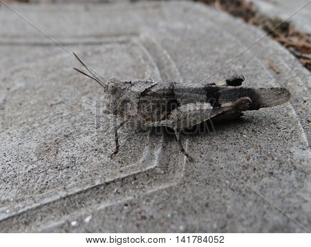Insect macro grasshopper sits on a stone surface