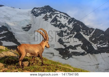 Ibex Range of Mont-Blanc. In background Glacier du Bionnassay