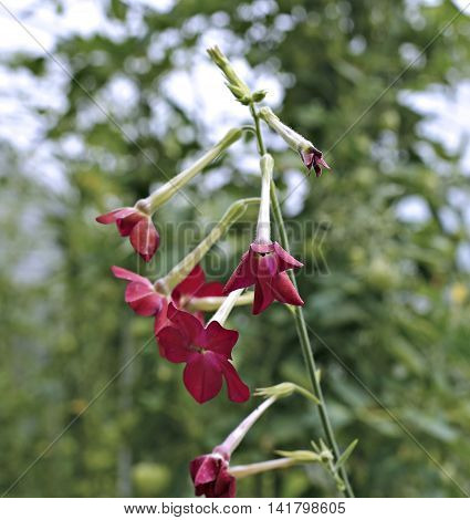 Flowers of red fragrant tobacco in the garden