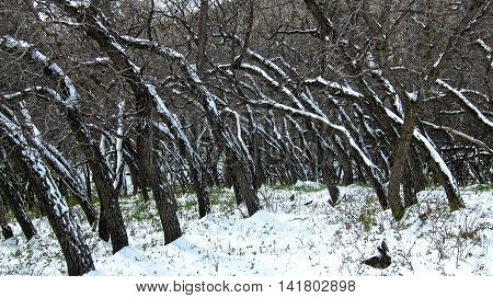 Twisted blackened trees covered in fresh snow