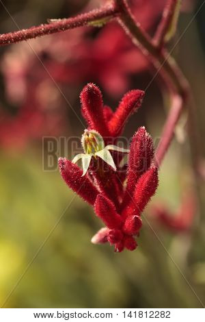 Dark red Tall Kangaroo Paws flowers Anigozanthos flavidus blooms in a botanical garden in Australia
