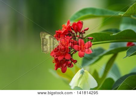 Yellow Butterfly on a red flower. red Jatropha integerrima flower Peregrina or Spicy Jatropha