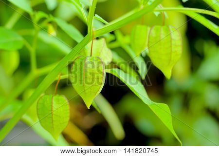 Physalis minima tree Hogweed Ground Cherry on tree. (Scientific name: Physalis angulata L.)