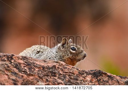 Ground squirrel in the wilds in Colorado, USA