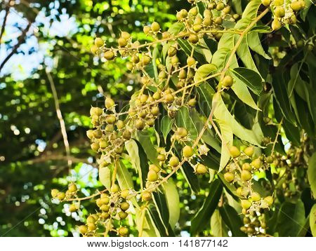 Lagerstroemia calyculata, a kind of flowering plant
