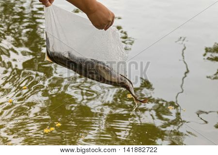 Bag of alive catfish being released into the water. Free fish or give freedom to lives, animal, one of Buddhist Practices
