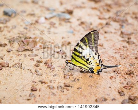 Closeup colorful butterfly on sand at Pang Sida National Park Sa Kaeo Thailand