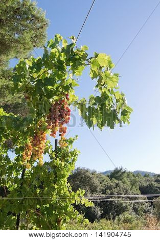 Grapes Growing On A Vine