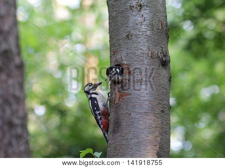 Woodpecker feeds the chick in the nest hollow. Birds