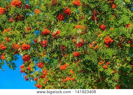 Red rowan berry with blue sky in background.