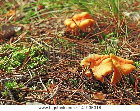 Golden chanterelles in plate isolated on white background.