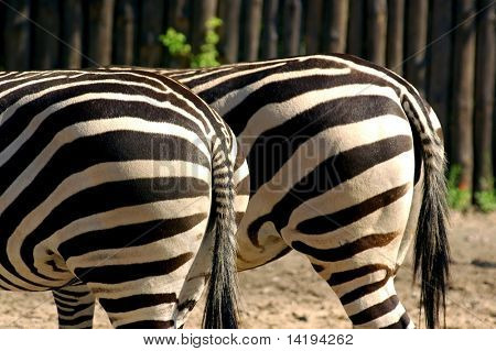Zebra