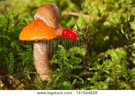 Mushroom among a moss with a slug on a hat and berry nearby. A mushroom with an orange hat an aspen mushroom the snail looks at red berries near a hat. Close up small depth of sharpness