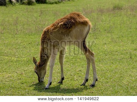 small deer grazed in a meadow . close up
