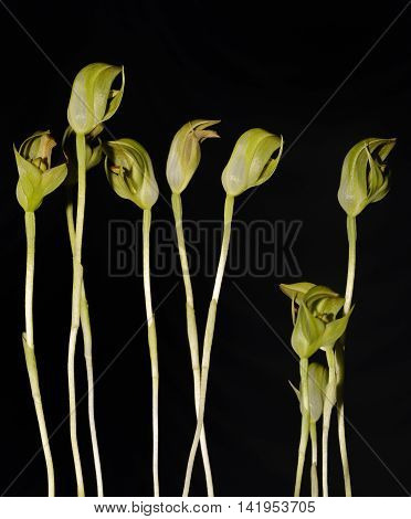 Small Pterostylis Orchid - Pterostylis curta From Australia