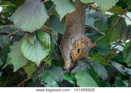 Female Grey Squirrel (Sciurus carolinensis) feeding on Hazelnuts. Upside-down.