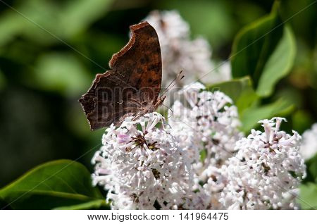 Question Mark Butterfly Polygonia interrogationis feeding on nectar from a flowring bush.