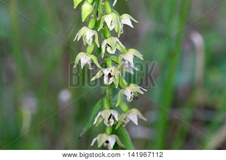 Flowers of the wild orchid Epipactis muelleri.