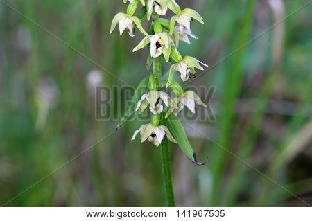 Flowers of the wild orchid Epipactis muelleri.