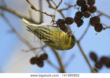 Common Siskin Carduelis spinus feeding with birch seeds