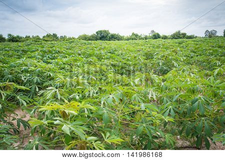 Cassava plants grown in tropical areas of Thailand