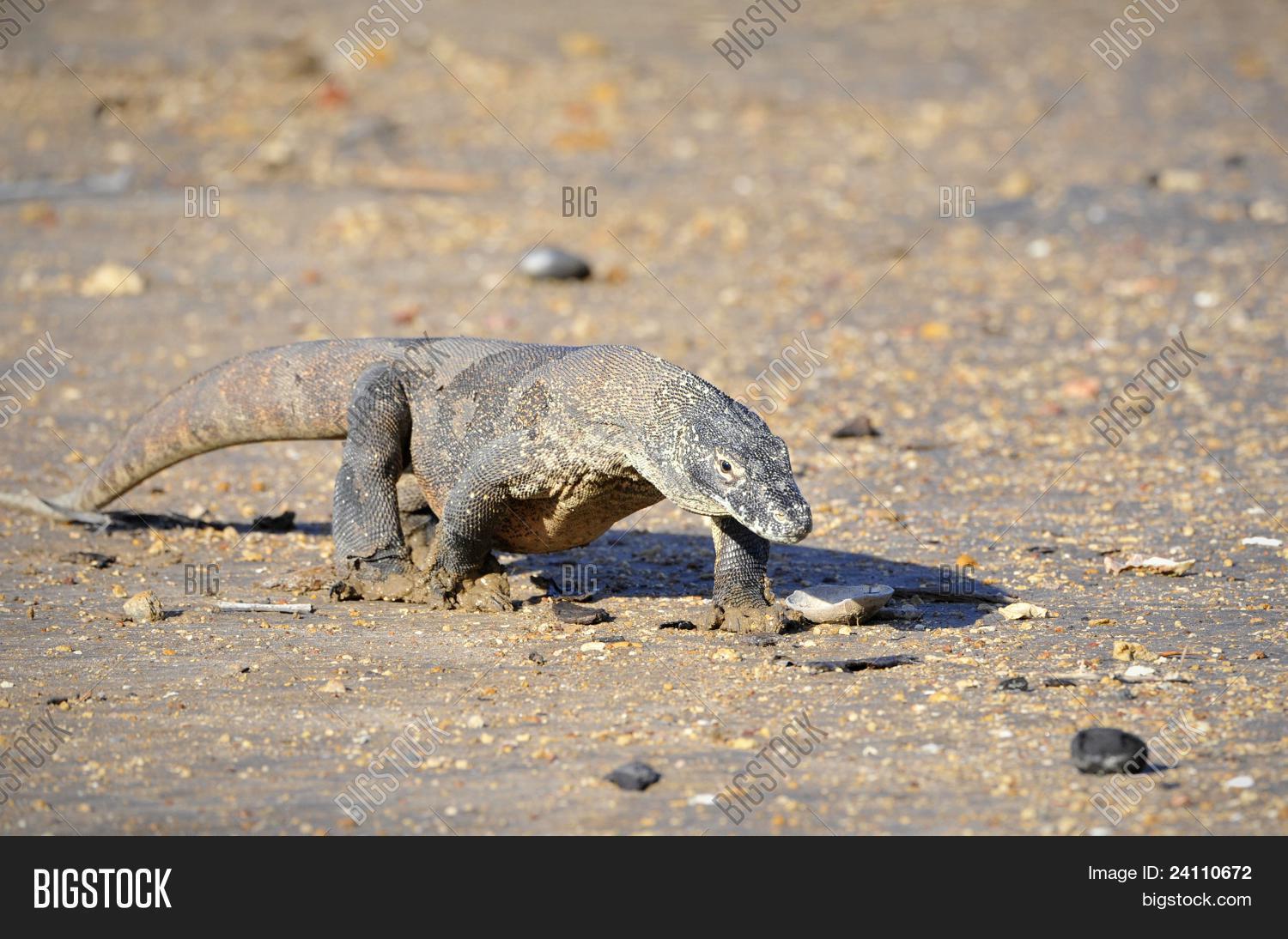 Komodo Dragon (varanus Image & Photo (Free Trial) | Bigstock