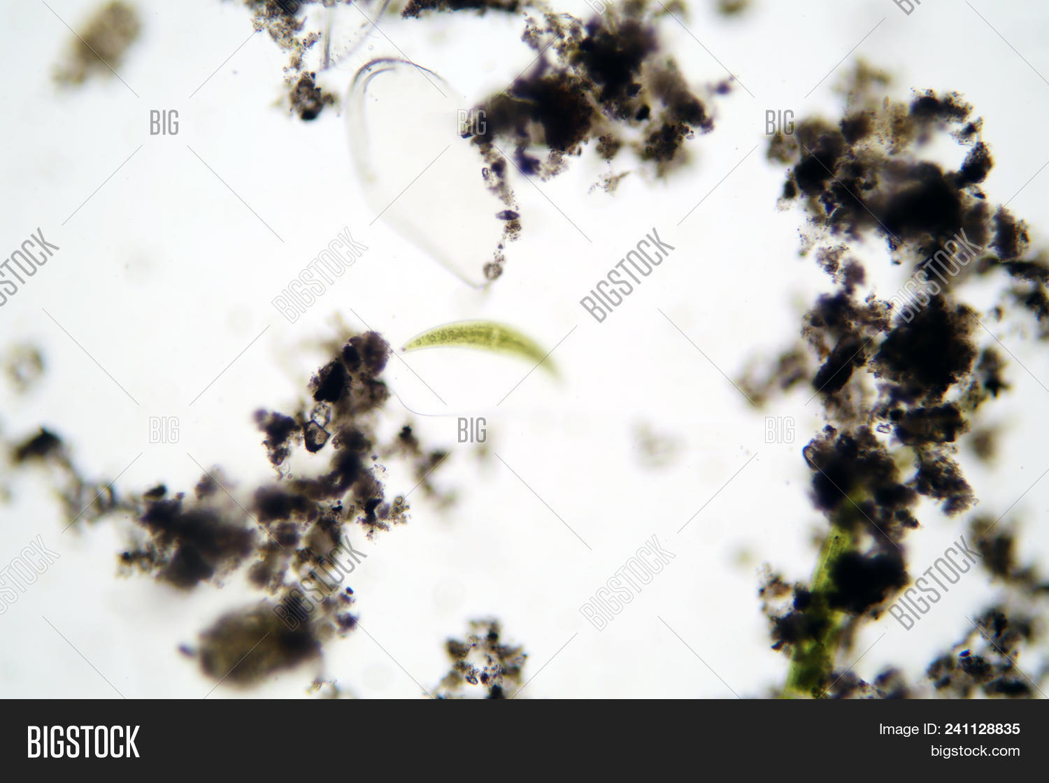 Microscopic Animals Image & Photo (Free Trial) Bigstock