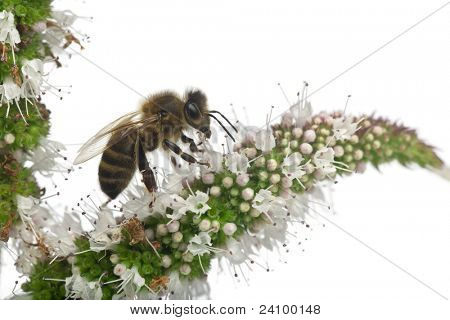 ผึ้งงานหญิง Anthophora plumipes ในโรงงานด้านหน้าพื้นหลังสีขาว