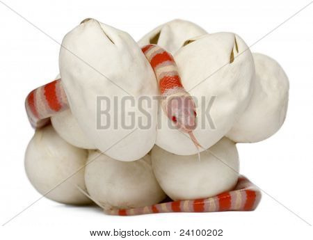 Hypomelanistic milk snake or milksnake, lampropeltis triangulum hondurensis, 18 minutes old, in front of white background