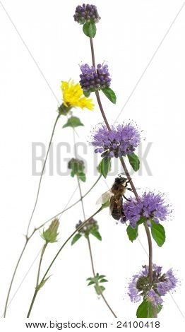 ผึ้งงานหญิง Anthophora plumipes ในโรงงานด้านหน้าพื้นหลังสีขาว