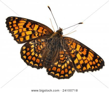 Chaber malinowiec, phoebe Melitaea, przed białym tle